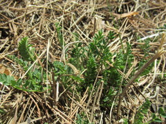Astragalus danicus