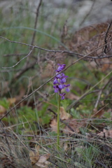 Anacamptis morio