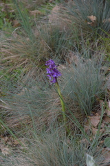 Anacamptis morio