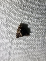 Chlumetia