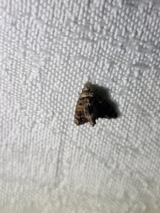 Chlumetia
