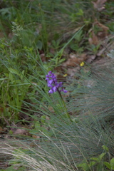 Anacamptis morio