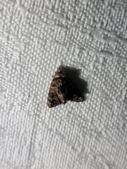 Chlumetia