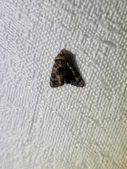 Chlumetia