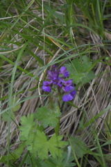 Anacamptis morio
