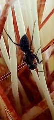 Camponotus niveosetosus