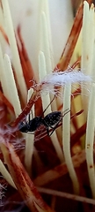 Camponotus niveosetosus