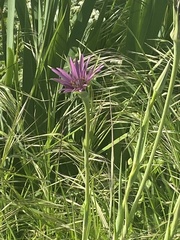 Tragopogon porrifolius