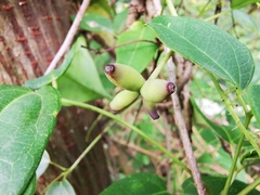 Akebia trifoliata