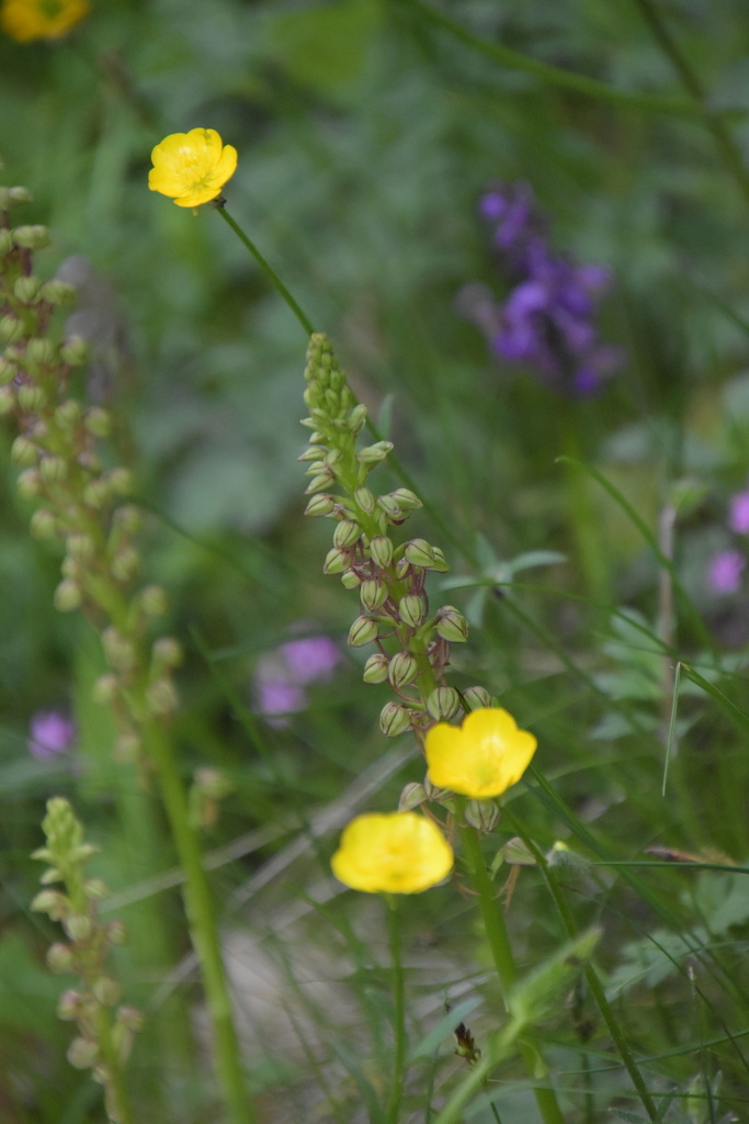 Orchis anthropophora
