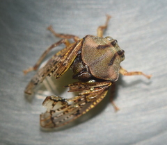 Tropidaspis