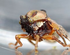 Tropidaspis