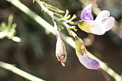 Psoralea axillaris