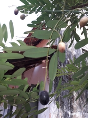 Simarouba