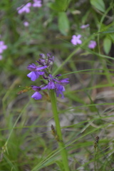 Anacamptis morio