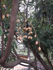 Simarouba