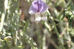 Psoralea axillaris