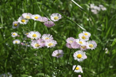 Erigeron