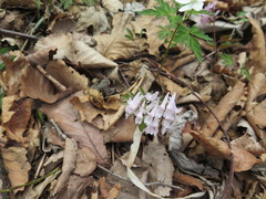 Corydalis repens