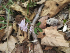Corydalis repens