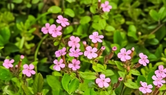 Saponaria ocymoides