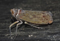 Enchophora tuberculata