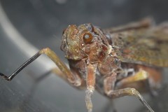 Enchophora tuberculata