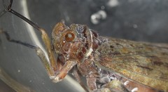 Enchophora tuberculata