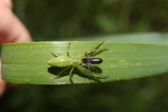 Oxytate striatipes