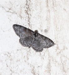 Geometridae