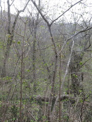 Corylus sieboldiana mandshurica