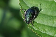 Anomala octiescostata