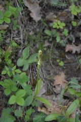 Dactylorhiza sambucina