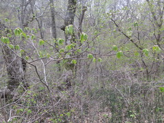 Corylus sieboldiana mandshurica