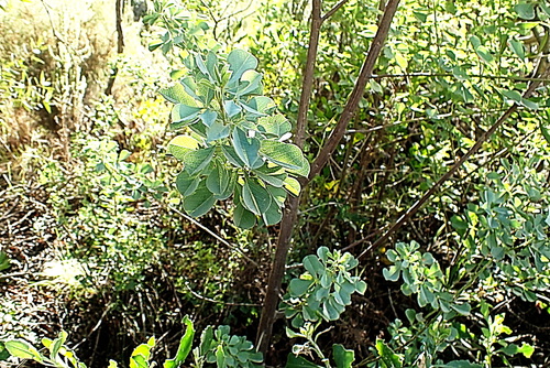 Image of Hypocalyptus sophoroides by no rights reserved