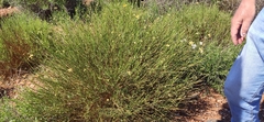 Genista umbellata
