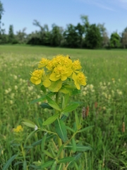 Euphorbia palustris