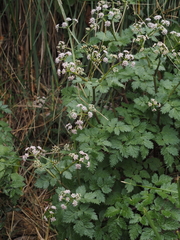 Spiroceratium bicknellii
