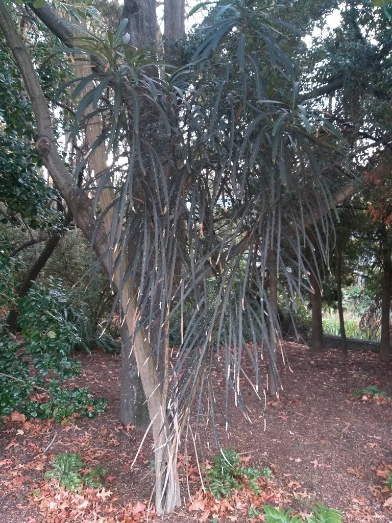 Pseudopanax crassifolius, Christchurch Central City, Christchurch, New Zealand