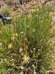 Genista umbellata