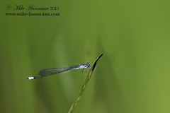 Enallagma divagans