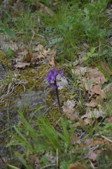 Anacamptis morio