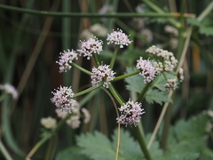Spiroceratium bicknellii