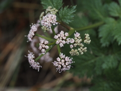 Spiroceratium bicknellii
