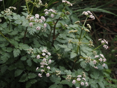 Spiroceratium bicknellii