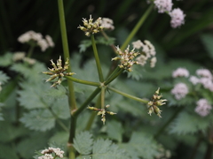 Spiroceratium bicknellii