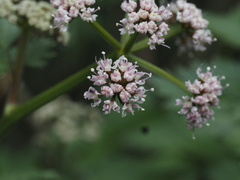 Spiroceratium bicknellii