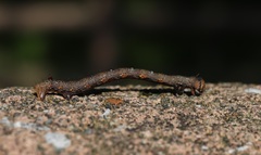 Descoreba simplex
