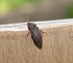 Elateridae