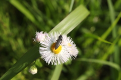 Elateridae